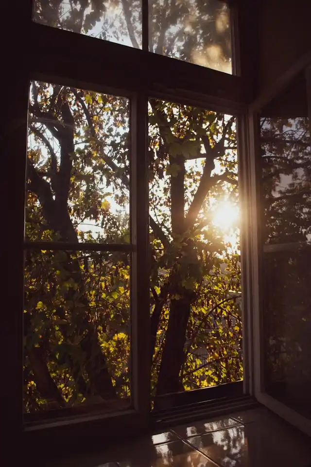 Soft natural light through green leaves